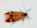 Promalactis procerella